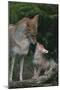 Coyote Mother and Pup-DLILLC-Mounted Premium Photographic Print