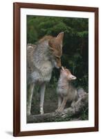 Coyote Mother and Pup-DLILLC-Framed Photographic Print