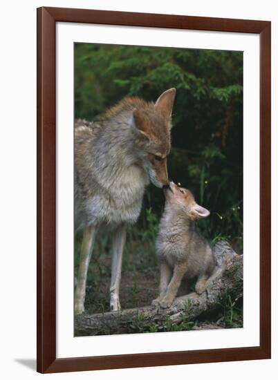 Coyote Mother and Pup-DLILLC-Framed Photographic Print