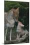 Coyote Mother and Pup-DLILLC-Mounted Photographic Print