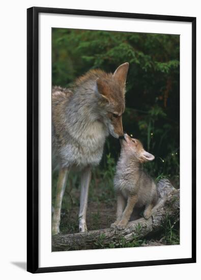 Coyote Mother and Pup-DLILLC-Framed Photographic Print