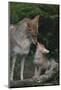 Coyote Mother and Pup-DLILLC-Mounted Photographic Print