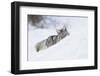 Coyote on a winter hunt-Ken Archer-Framed Photographic Print