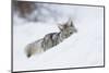 Coyote on a winter hunt-Ken Archer-Mounted Photographic Print