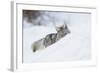 Coyote on a winter hunt-Ken Archer-Framed Photographic Print