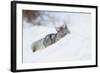 Coyote on a winter hunt-Ken Archer-Framed Photographic Print