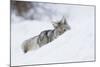 Coyote on a winter hunt-Ken Archer-Mounted Photographic Print