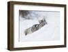 Coyote on a winter hunt-Ken Archer-Framed Premium Photographic Print