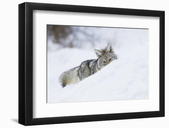 Coyote on a winter hunt-Ken Archer-Framed Premium Photographic Print