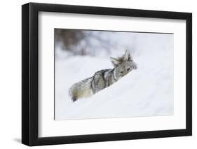 Coyote on a winter hunt-Ken Archer-Framed Premium Photographic Print