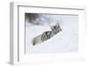 Coyote on a winter hunt-Ken Archer-Framed Premium Photographic Print