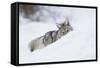 Coyote on a winter hunt-Ken Archer-Framed Stretched Canvas