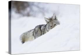 Coyote on a winter hunt-Ken Archer-Stretched Canvas