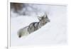 Coyote on a winter hunt-Ken Archer-Framed Photographic Print