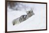 Coyote on a winter hunt-Ken Archer-Framed Photographic Print