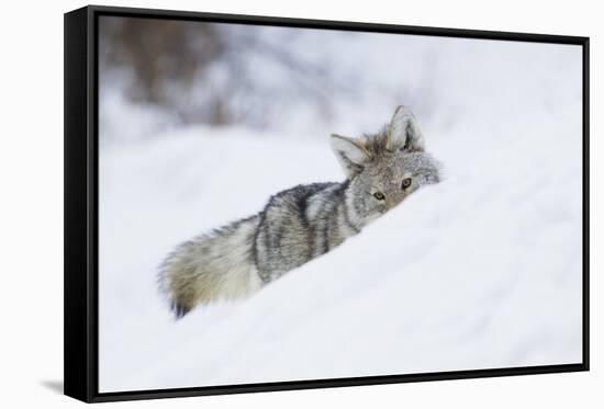 Coyote on a winter hunt-Ken Archer-Framed Stretched Canvas