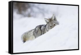 Coyote on a winter hunt-Ken Archer-Framed Stretched Canvas