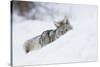 Coyote on a winter hunt-Ken Archer-Stretched Canvas