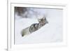 Coyote on a winter hunt-Ken Archer-Framed Photographic Print