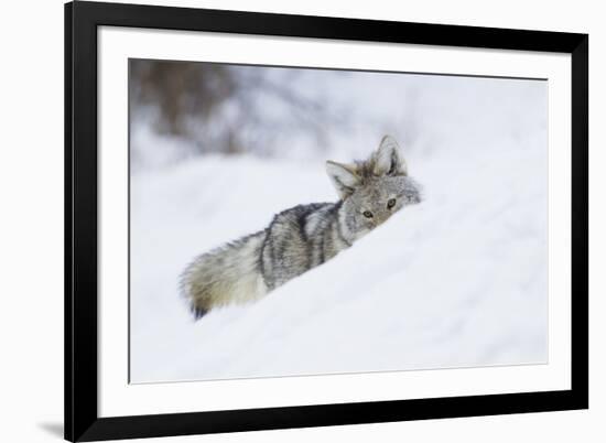 Coyote on a winter hunt-Ken Archer-Framed Photographic Print