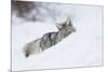 Coyote on a winter hunt-Ken Archer-Mounted Photographic Print