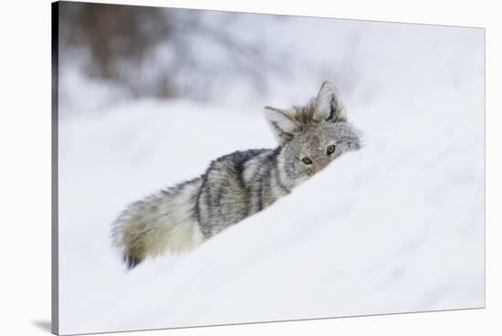 Coyote on a winter hunt-Ken Archer-Stretched Canvas