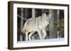 Coyote on the Move-Ken Archer-Framed Photographic Print