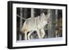 Coyote on the Move-Ken Archer-Framed Photographic Print