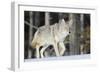 Coyote on the Move-Ken Archer-Framed Photographic Print