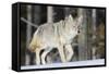 Coyote on the Move-Ken Archer-Framed Stretched Canvas