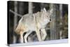 Coyote on the Move-Ken Archer-Stretched Canvas