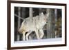 Coyote on the Move-Ken Archer-Framed Photographic Print