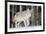 Coyote on the Move-Ken Archer-Framed Photographic Print