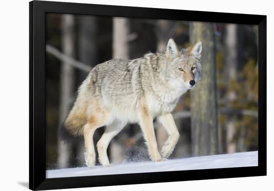 Coyote on the Move-Ken Archer-Framed Photographic Print