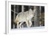 Coyote on the Move-Ken Archer-Framed Photographic Print