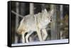 Coyote on the Move-Ken Archer-Framed Stretched Canvas