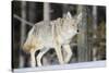 Coyote on the Move-Ken Archer-Stretched Canvas