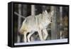 Coyote on the Move-Ken Archer-Framed Stretched Canvas