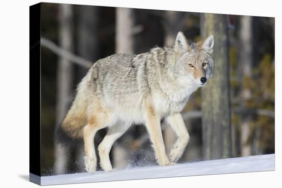 Coyote on the Move-Ken Archer-Stretched Canvas