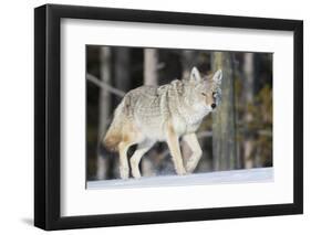 Coyote on the Move-Ken Archer-Framed Photographic Print