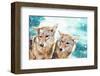 Coyote Pair & Blue Winter Sky-null-Framed Art Print