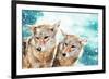 Coyote Pair & Blue Winter Sky-null-Framed Art Print