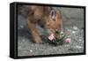 Coyote Pup Examining Evening Primrose-W. Perry Conway-Framed Stretched Canvas