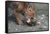 Coyote Pup Examining Evening Primrose-W. Perry Conway-Framed Stretched Canvas