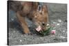 Coyote Pup Examining Evening Primrose-W. Perry Conway-Stretched Canvas