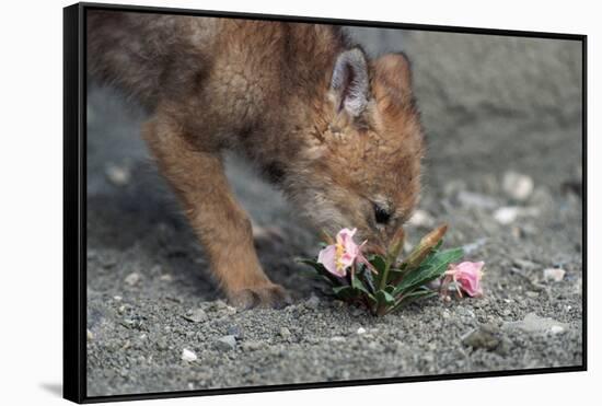 Coyote Pup Examining Evening Primrose-W. Perry Conway-Framed Stretched Canvas