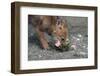 Coyote Pup Examining Evening Primrose-W. Perry Conway-Framed Photographic Print