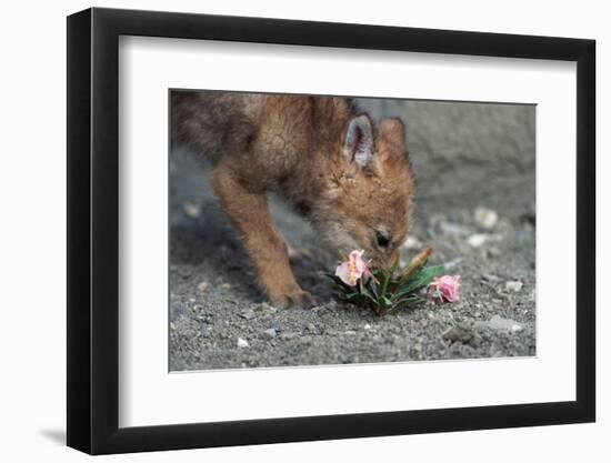 Coyote Pup Examining Evening Primrose-W. Perry Conway-Framed Photographic Print