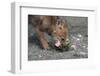 Coyote Pup Examining Evening Primrose-W. Perry Conway-Framed Photographic Print