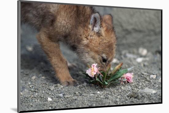 Coyote Pup Examining Evening Primrose-W. Perry Conway-Mounted Photographic Print